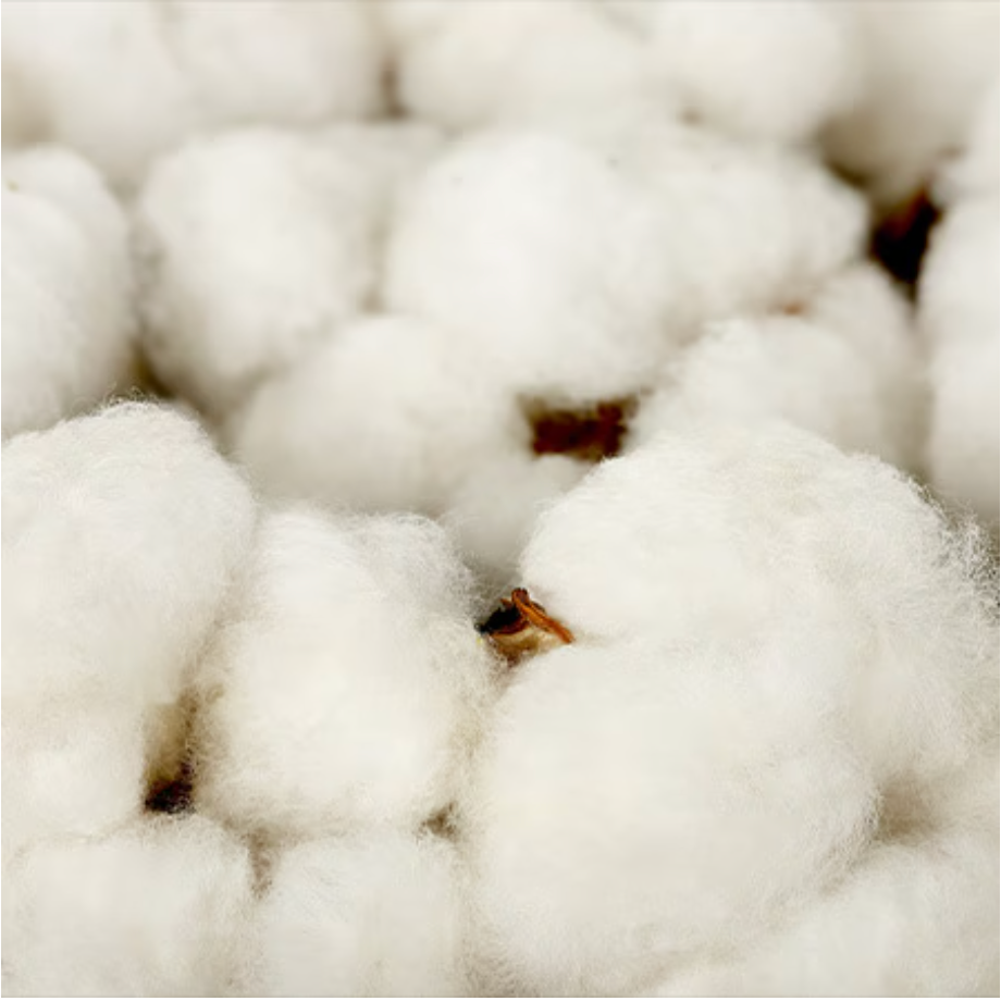 Timberland NZ - ORGANICALLY GROWN COTTON →